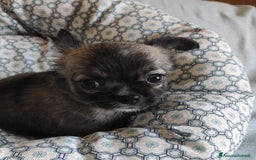 Chihuahua cani in vendita: cuccioli di cihuahua a pelo lungo a Molinella - Immagine 2