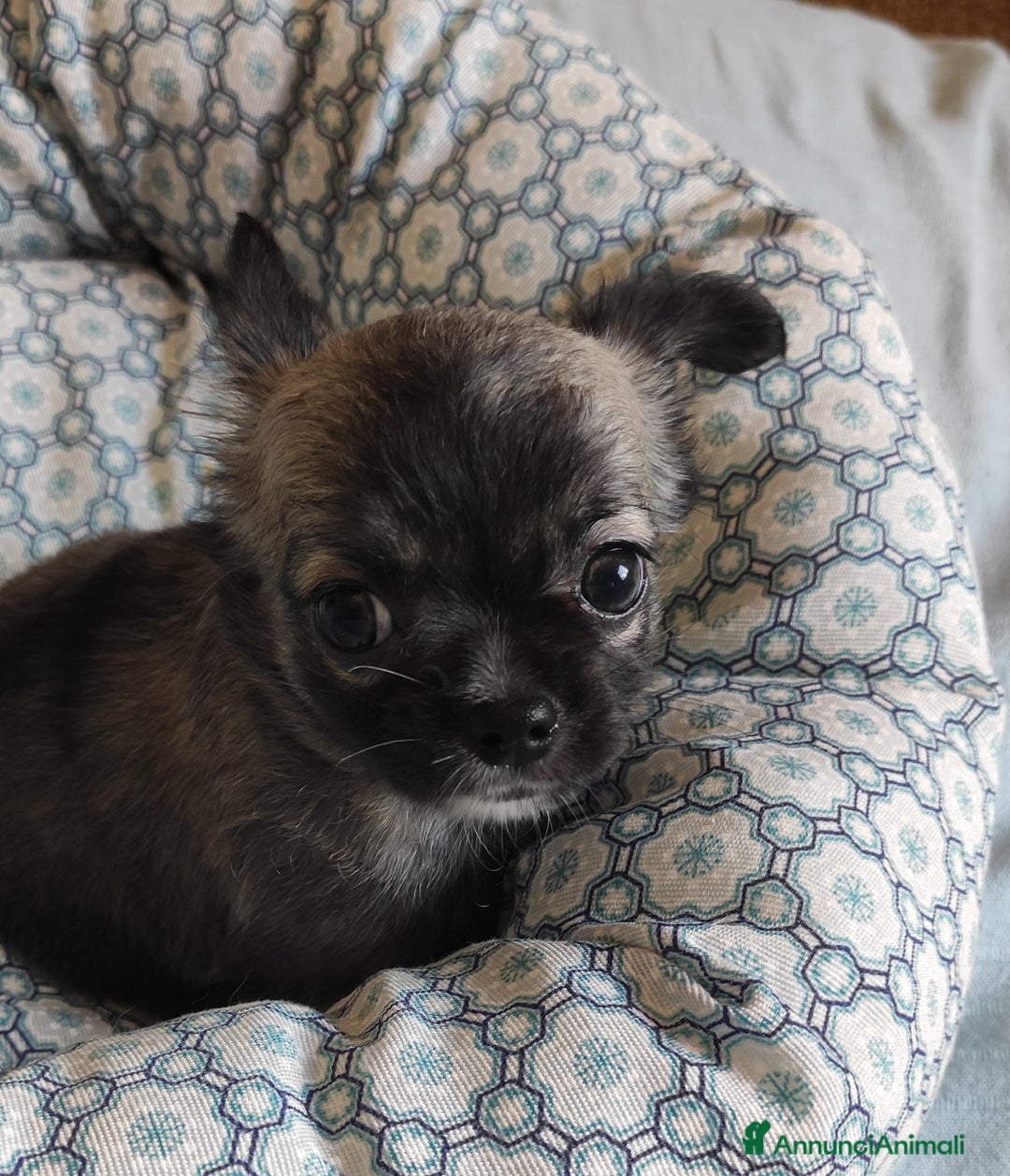Chihuahua cani in vendita: cuccioli di cihuahua a pelo lungo a Molinella - Immagine 2