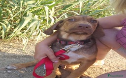 Altre razze cani in regalo: ZEUS E ZELDA - Immagine 4