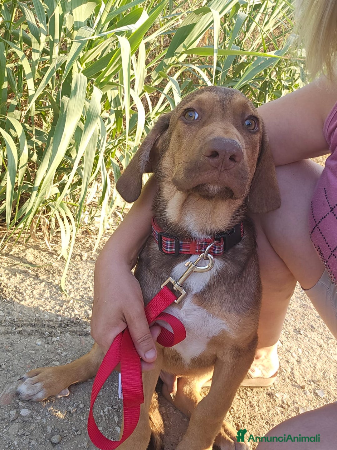 Altre razze cani in regalo: ZEUS E ZELDA - Immagine 4