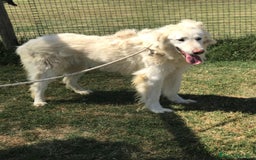 Pastore Maremmano cani in regalo: ULL il Maremmano in adozione  a Provincia di Latina - Annuncio 2