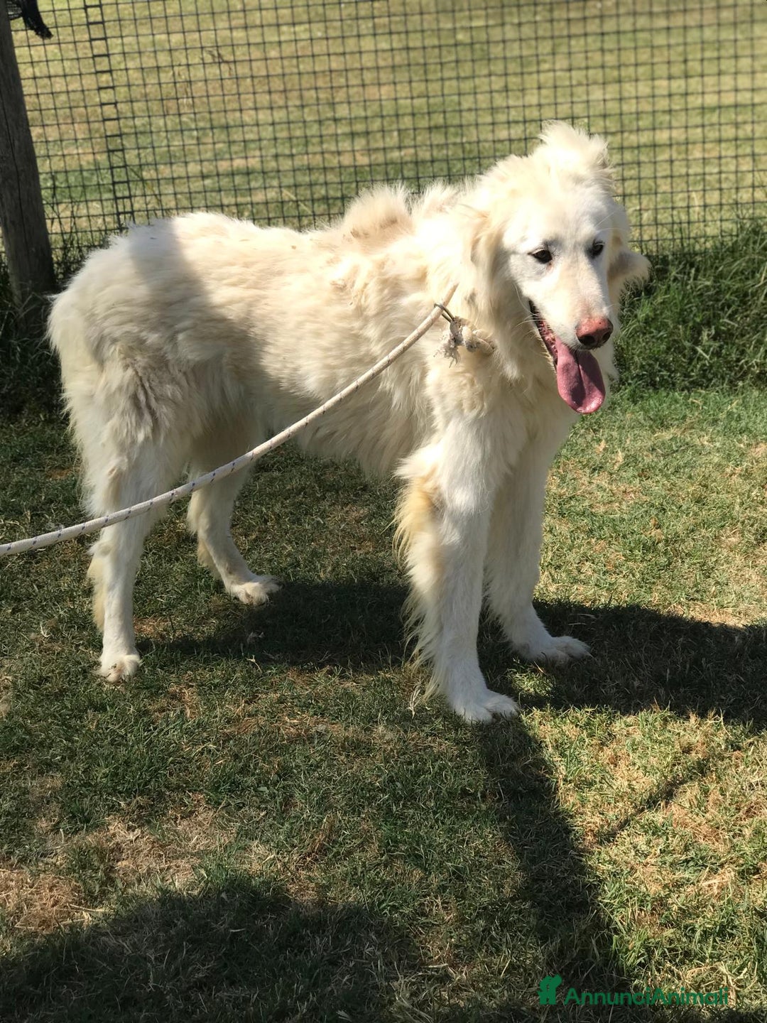 Pastore Maremmano cani in regalo: ULL il Maremmano in adozione  a Provincia di Latina - Annuncio 2