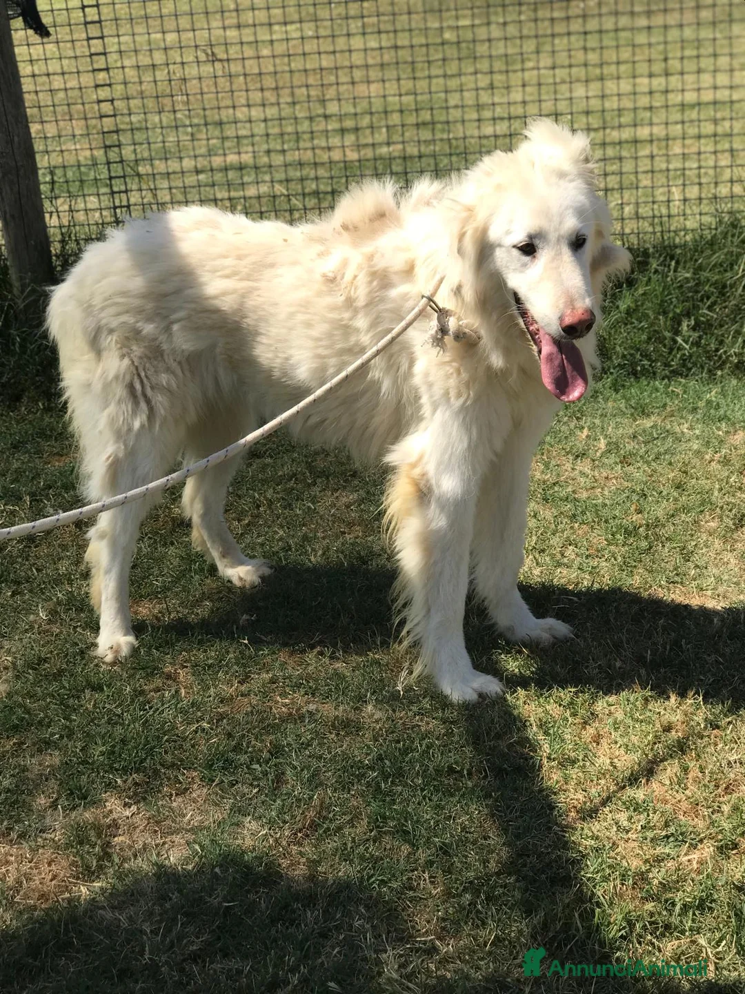 Pastore Maremmano cani in regalo: ULL il Maremmano in adozione  a Provincia di Latina - Annuncio 2