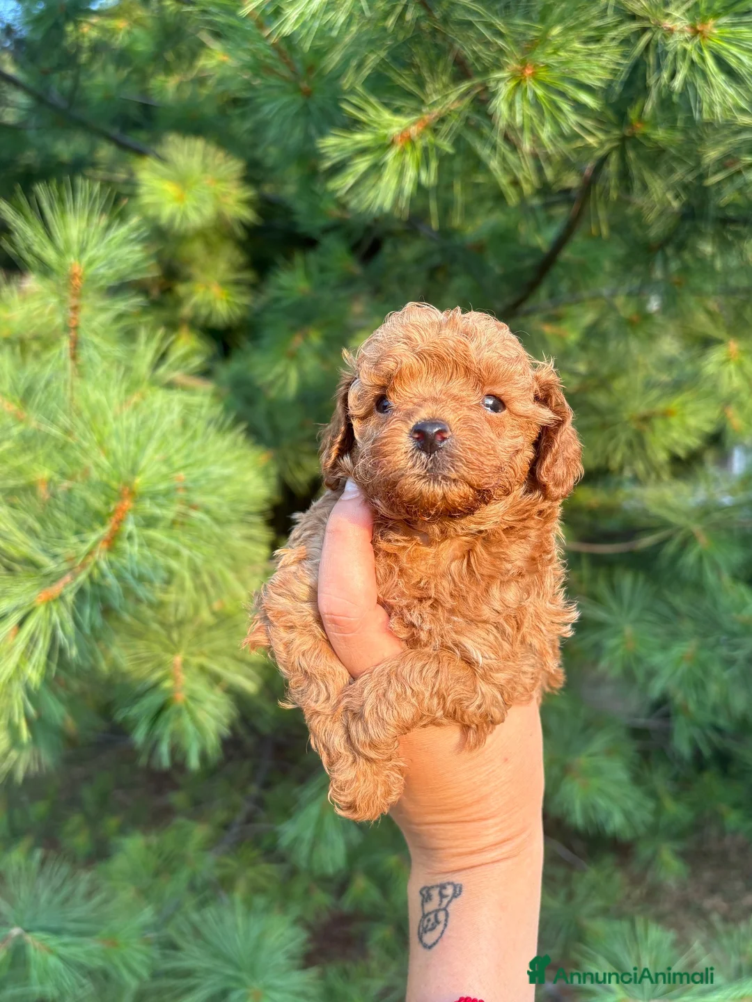 Barboncino Toy cani in vendita: Barboncino Toy con pedegree Enci  a Città Metropolitana di Torino - Annuncio 4
