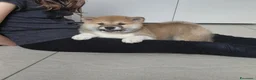 Shiba Inu cani in vendita: Cucciolo di Shiba Inu - Annuncio 3