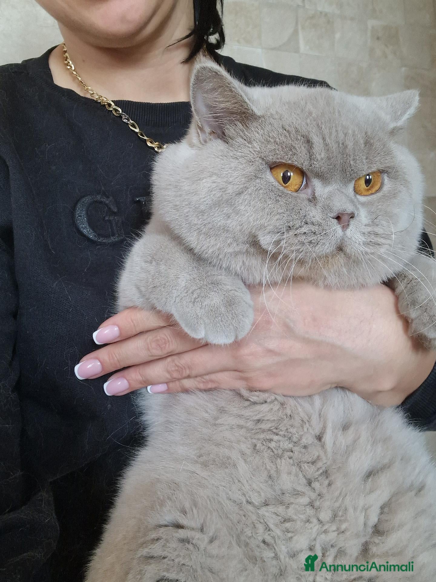 British gatti British  - Annuncio 2