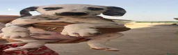 Dalmata cani in vendita: Cuccioli di Dalmata Puri a Città Metropolitana di Bari - Annuncio 1