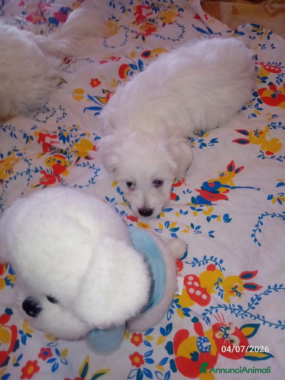 Maltese cani Coppia di cagnolini maltesi - Annuncio 3
