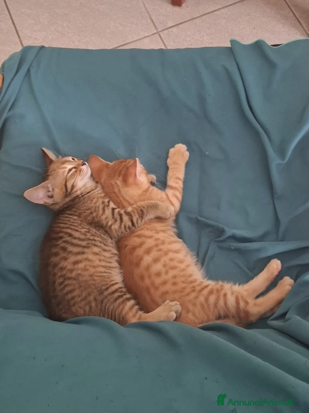 Altre razze gatti in regalo: CERCANO CASA 🏡  - Annuncio 2