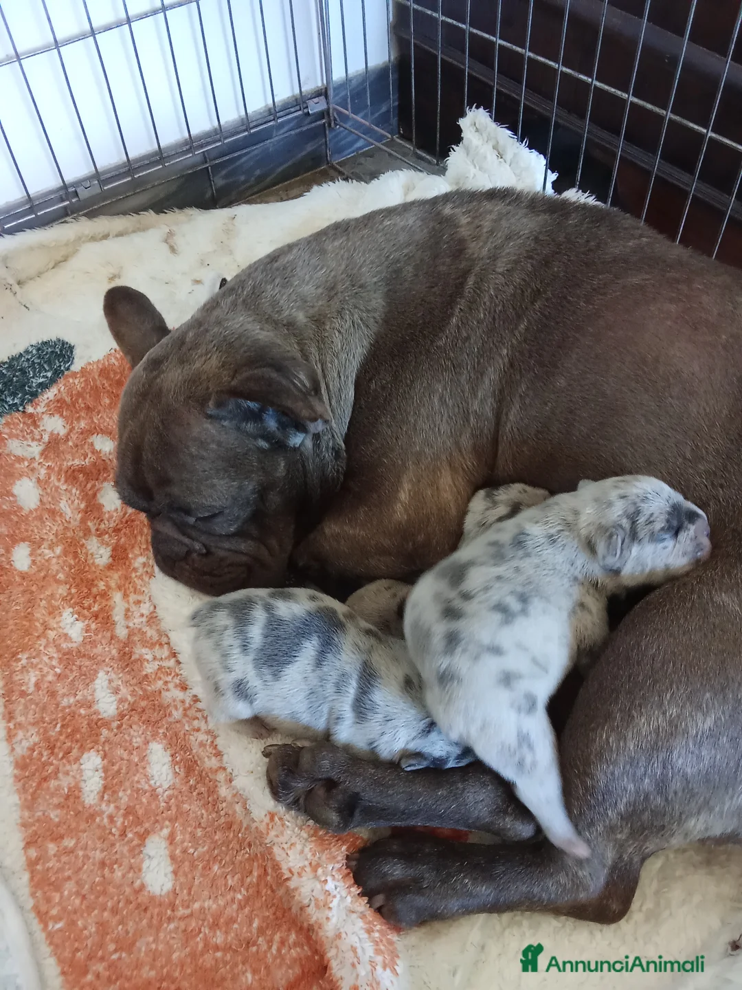 Bulldog Francese cani in vendita: Cuccioli bulldog francese - Annuncio 6