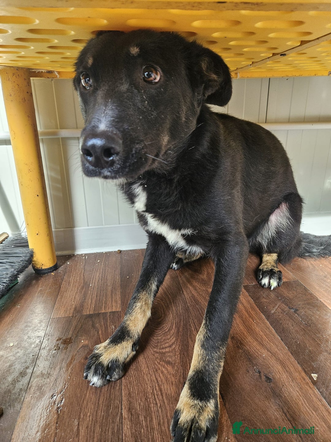 Meticcio cani in regalo: Luigi: timido, docile, socievole  a Città Metropolitana di Genova - Immagine 3