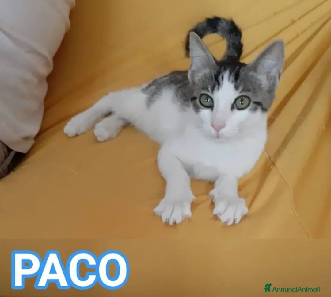 Europeo gatti in regalo: PACO, adorabile gattino da adottare! - Annuncio 1