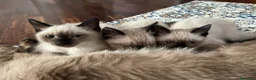 Siamese gatti in vendita: Gattine siamesi - Annuncio 2