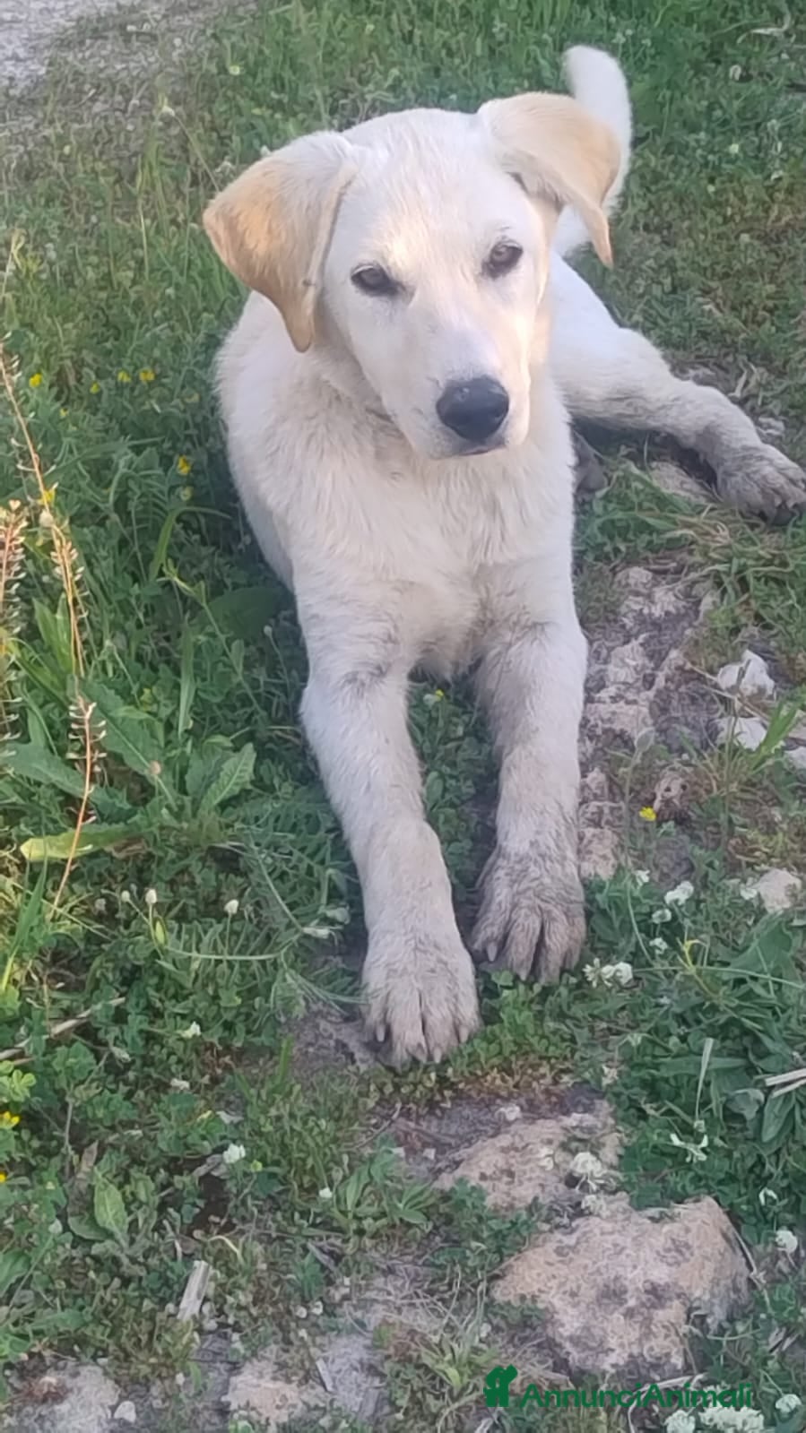 Meticcio cani Peter - Annuncio 1