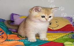 Scottish gatti in vendita: Cucciolo Scottish Straight a Villafranca di Verona - Immagine 2