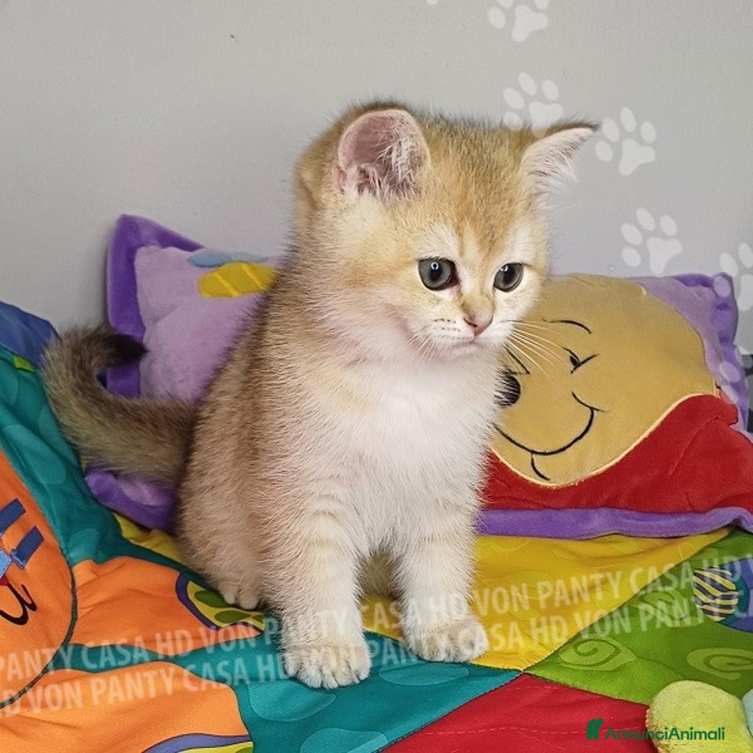 Scottish gatti in vendita: Cucciolo Scottish Straight a Villafranca di Verona - Immagine 2