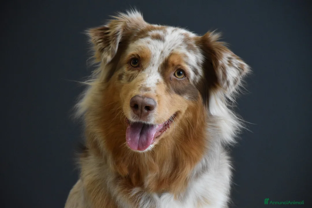 Australian Shepherd cani in vendita: Splendidi Cuccioli di Pastore Australiano  - Annuncio 3