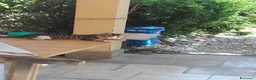 Altre razze gatti in regalo: Regalo  - Annuncio 6
