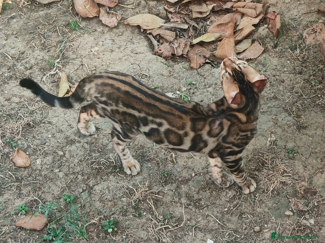 Bengala gatti in vendita: Bellissimo gattino Bengala  - Annuncio 2