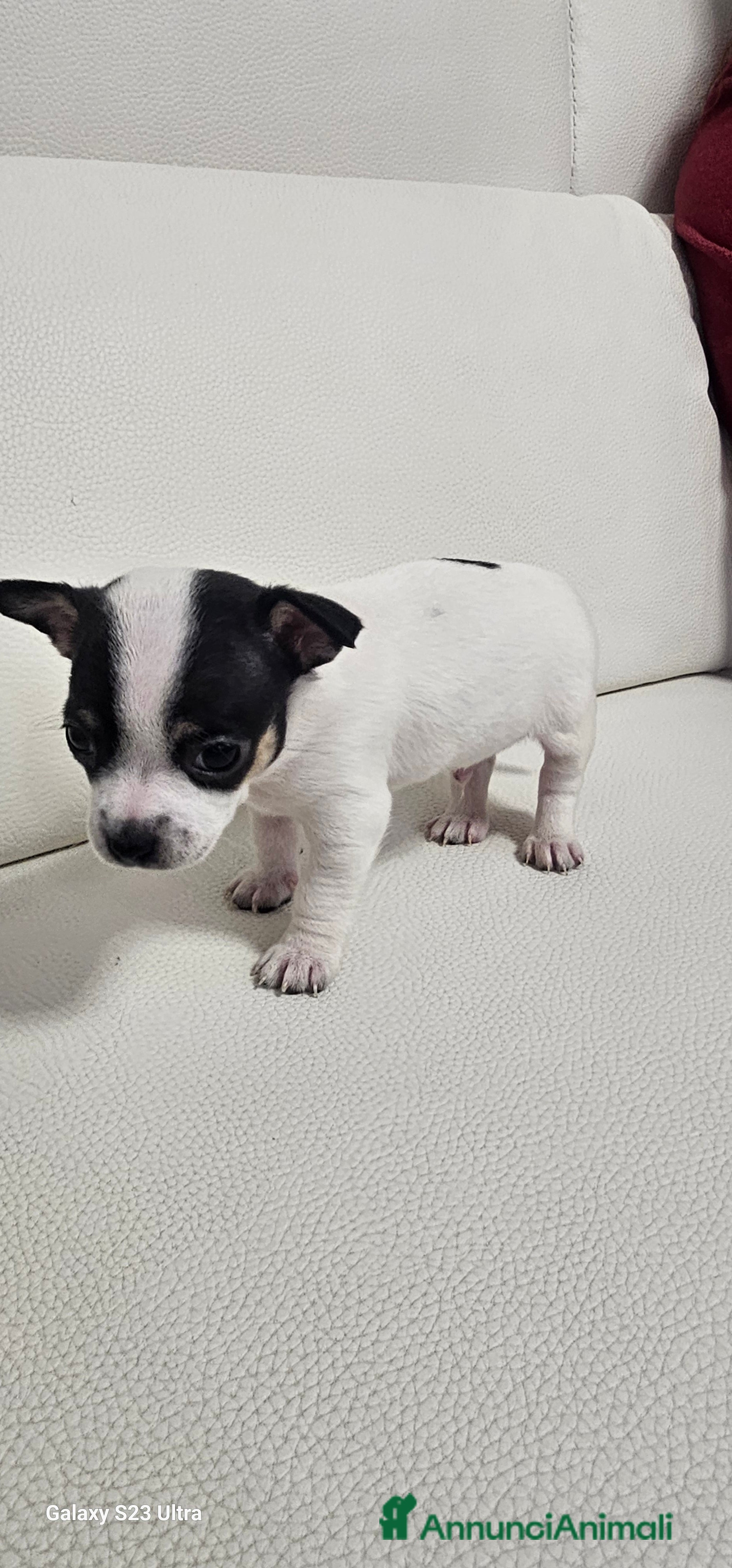 Chihuahua cani Ultimo maschietto di chihuahua - Annuncio 14