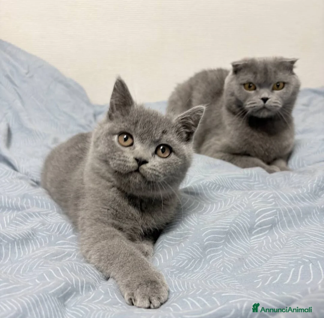 Scottish gatti in vendita: Scottish Fold/Straight - Annuncio 9