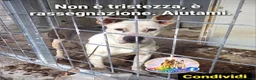 Meticcio cani in regalo: Molossina 3anni vive in gabbia tra le sue feci!SUD - Annuncio 1