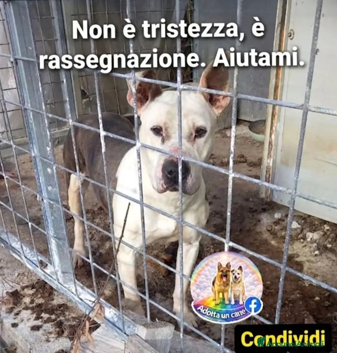 Meticcio cani in regalo: Molossina 3anni vive in gabbia tra le sue feci!SUD - Annuncio 1