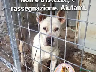 Meticcio cani Molossina 3anni vive in gabbia tra le sue feci!SUD - Annuncio 22