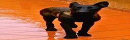 Pastore Belga cani in regalo: CASH e HYDRA pastore belga malinois in adozione - Annuncio 6
