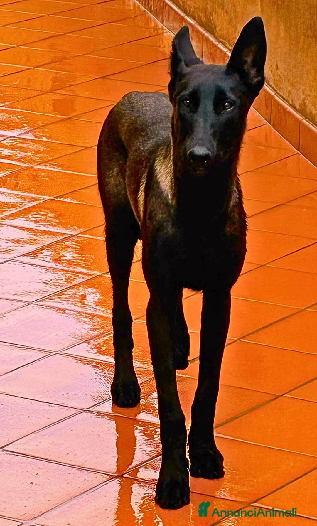 Pastore Belga cani in regalo: CASH e HYDRA pastore belga malinois in adozione - Annuncio 6