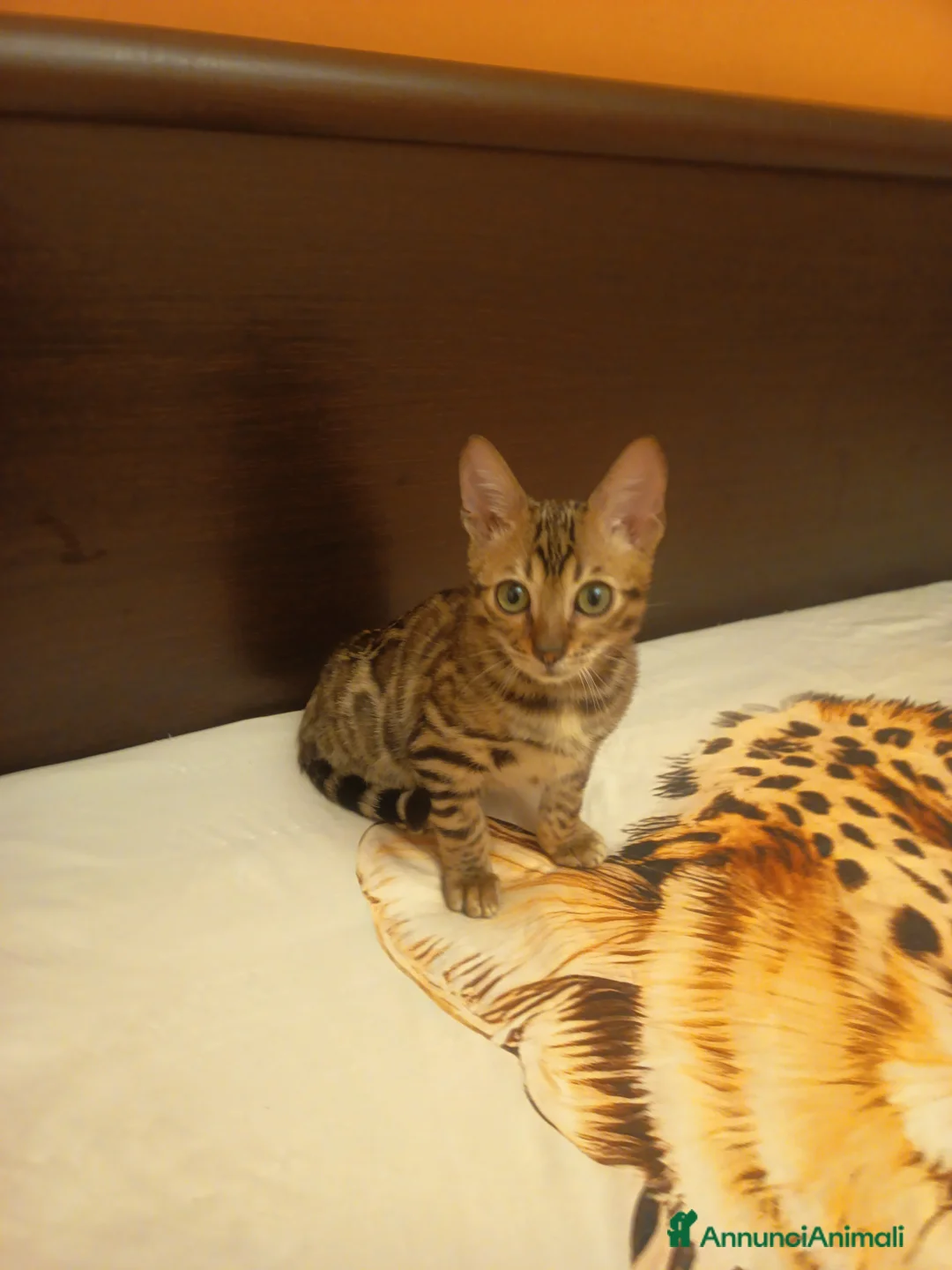 Bengala gatti in vendita: la meraviglia di Selected Breed 🥰 - Annuncio 5