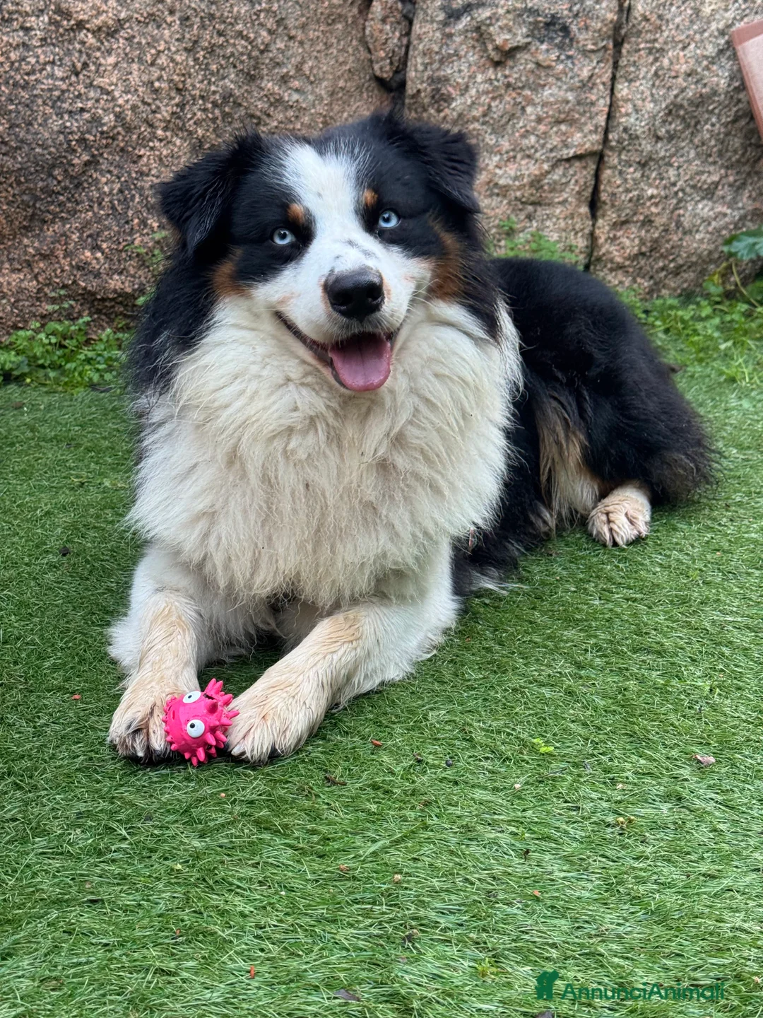 Australian Shepherd cani per accoppiamento: Maschio disponibile per accoppiamento - Annuncio 8