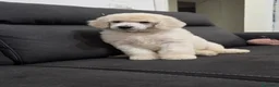 Barbone cani in vendita: Cuccioli di Barbone Grande Mole  - Annuncio 6