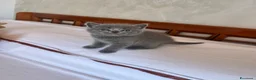 Scottish gatti in vendita: Gattini schottish  - Annuncio 3
