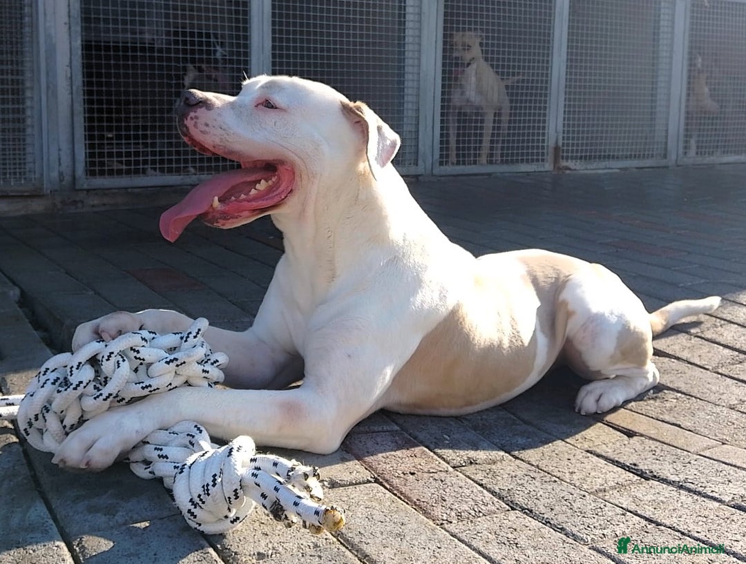 Meticcio cani in regalo: MAMBO PIT  a Città metropolitana di Milano - Annuncio 5