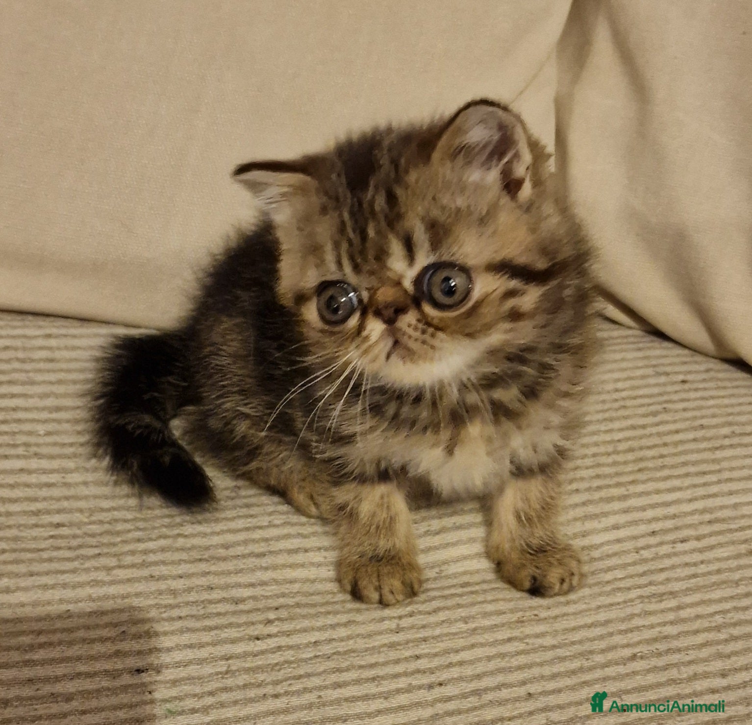 Exotic Shorthair gatti Cucciolo exotic shorthair - Annuncio 1