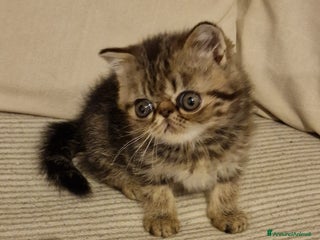 Exotic Shorthair gatti Cucciolo exotic shorthair - Annuncio 1