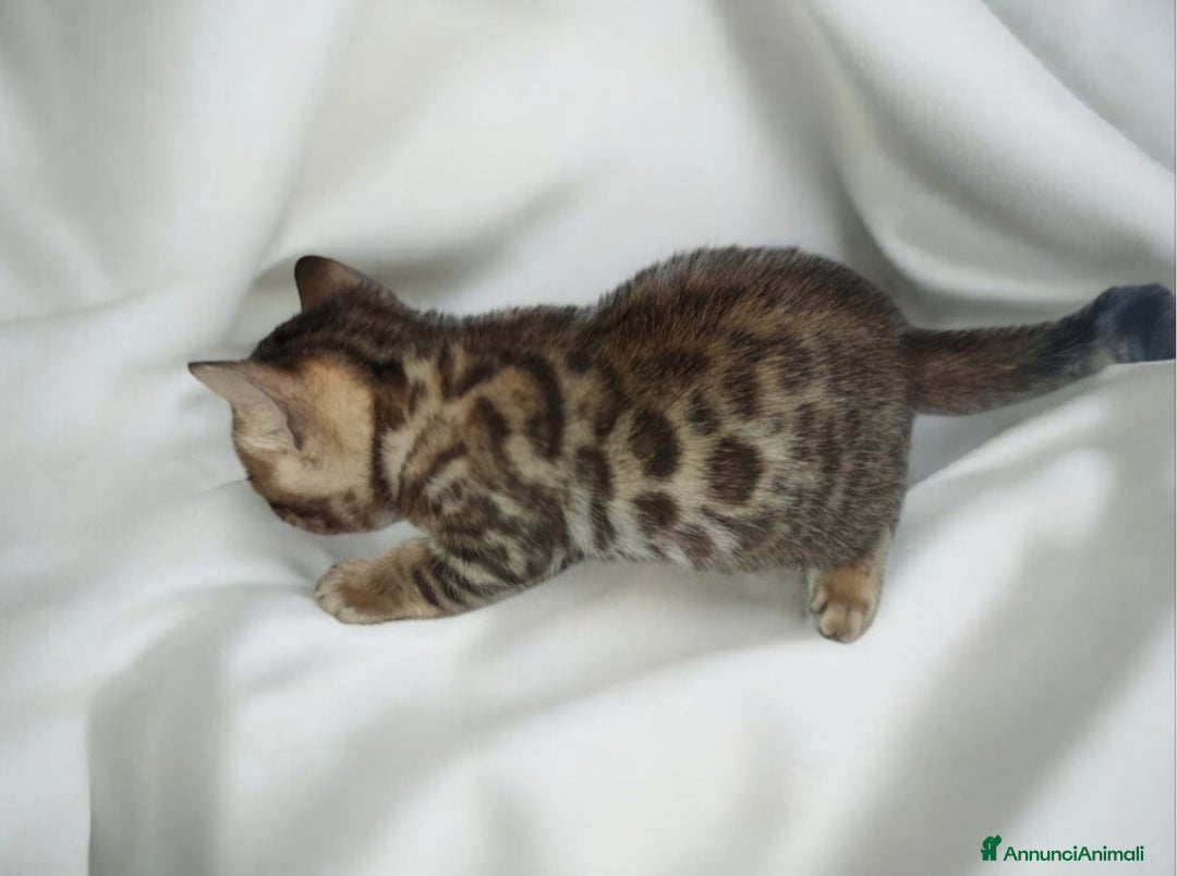 Bengala gatti in vendita: Cuccioli gatto Bengala  - Annuncio 9