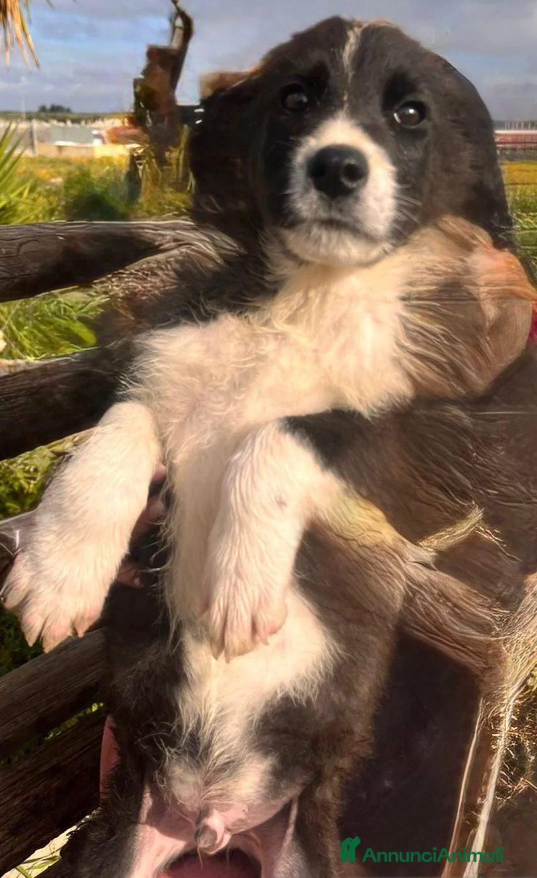 Meticcio cani in regalo: Cuccioli irresistibili in adozione - Annuncio 4