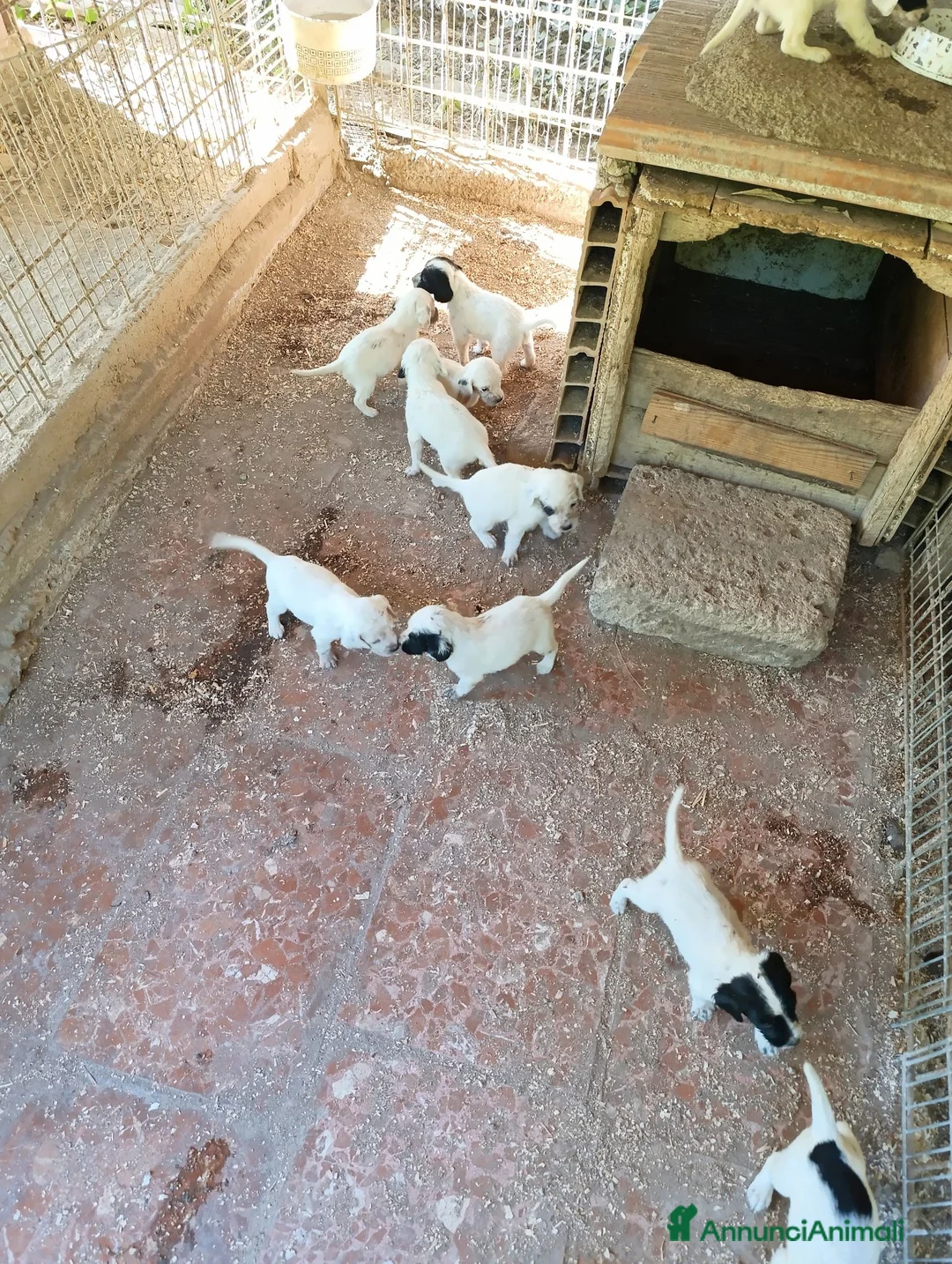 Setter Inglese cani in vendita: cuccioli di setter inglese a Provincia di Viterbo - Annuncio 2
