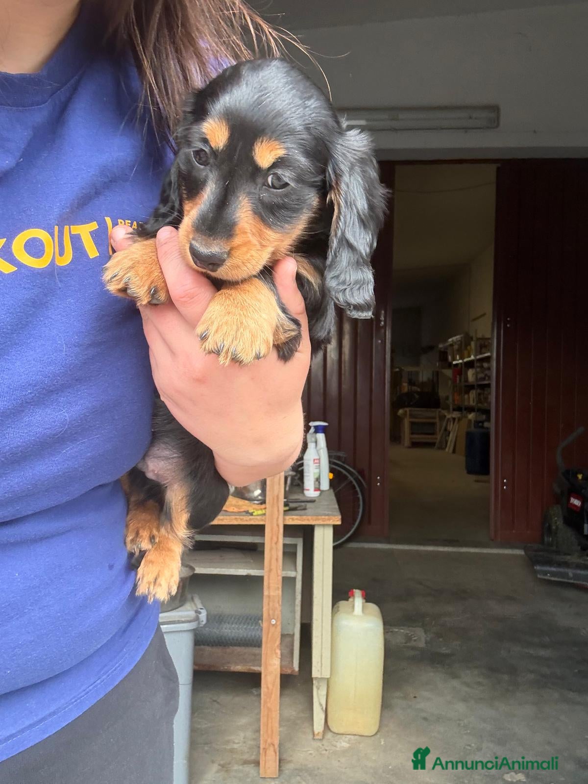 Bassotto cani Cucciolo di bassotto tedesco pelo lungo Kaninchen - Annuncio 2