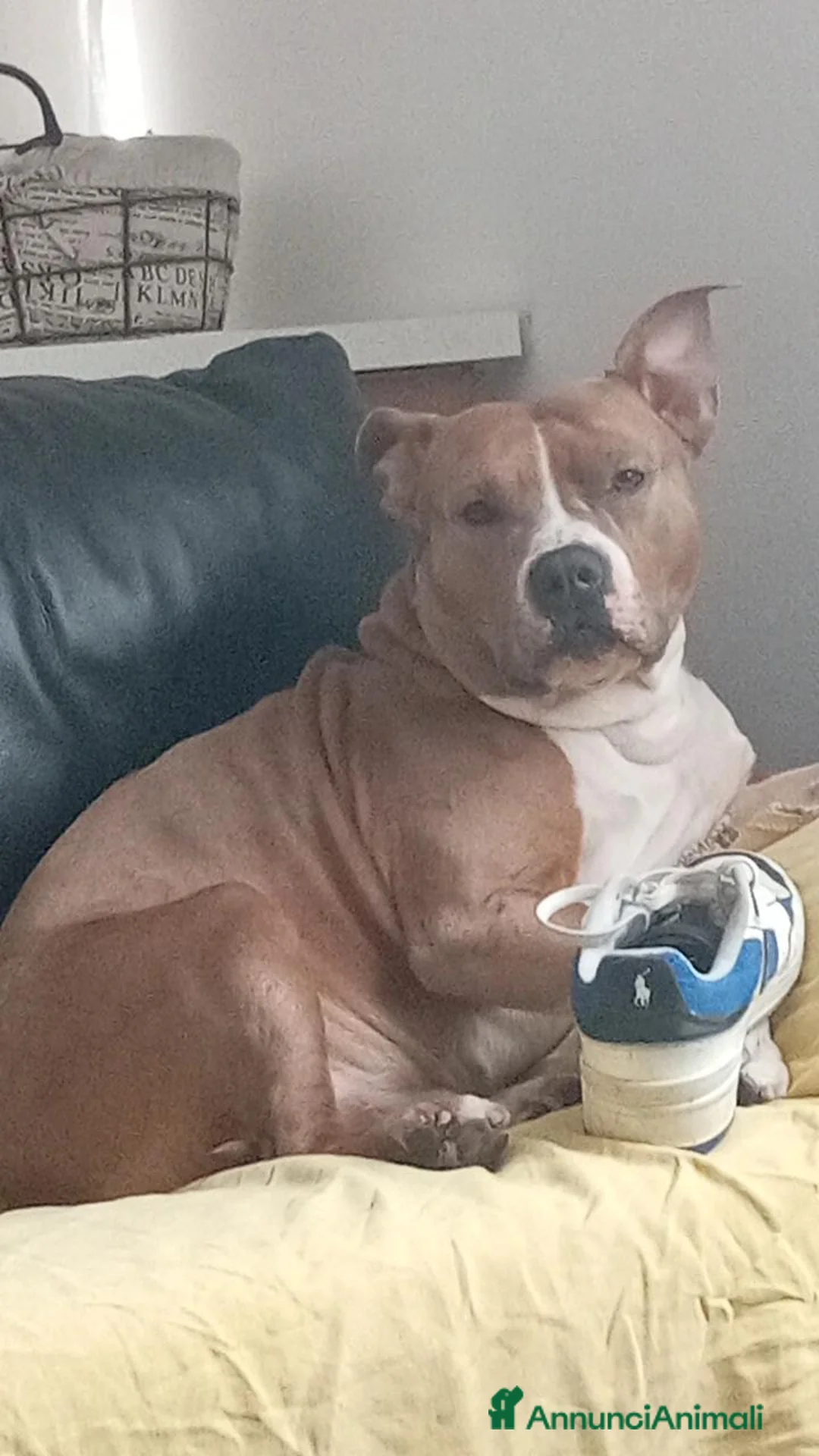 American Bully cani per accoppiamento: Cerco cane femmina per accoppiamento  - Annuncio 2