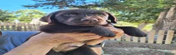 Labrador cani in vendita: Cuccioli Labrador cioccolato  a Città Metropolitana di Bologna - Annuncio 4