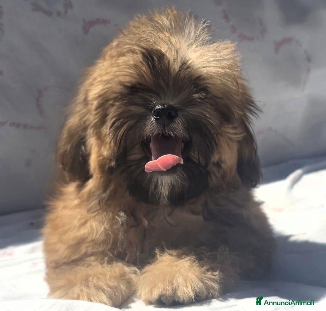 Shihpoo cani in vendita: Shihpoo - Annuncio 2