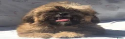 Shihpoo cani in vendita: Shihpoo - Annuncio 1