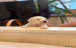 Maltese cani in vendita: Maltipoo a Provincia di Verona - Immagine 3