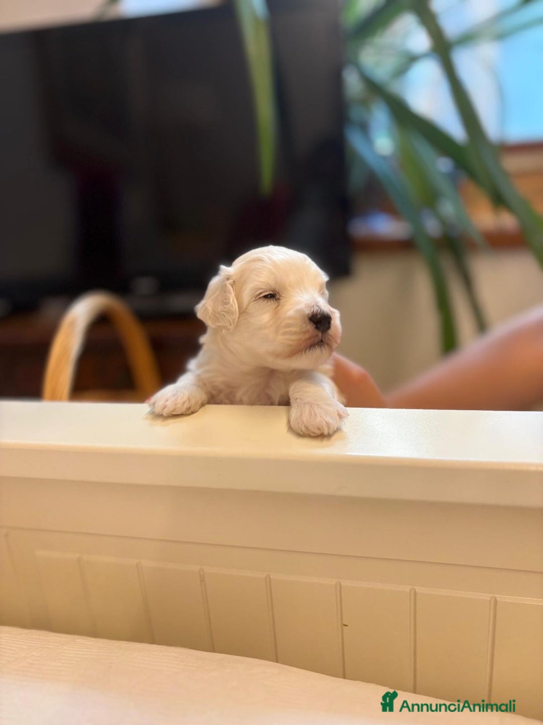 Maltese cani in vendita: Maltipoo a Provincia di Verona - Immagine 3