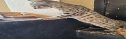 Bengala gatti in vendita: Gatto del Bengala cuccioli  - Annuncio 9