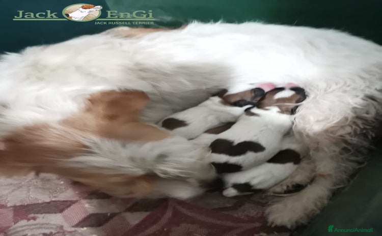 Jack Russell cani - Annuncio 2