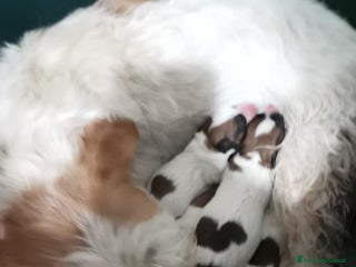 Jack Russell cani Cuccioli di Jack Russell Terrier - Annuncio 19